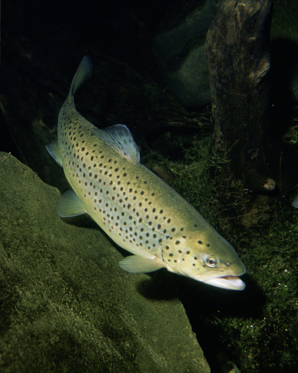 Salmo_trutta_op